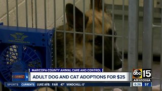 Adult dog and cat adoptions for $25 this weekend