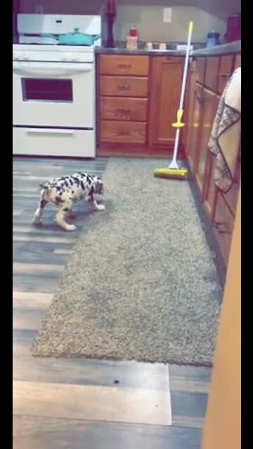 Great Dane puppy barks at mop nemesis