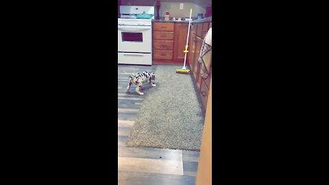 Great Dane puppy barks at mop nemesis