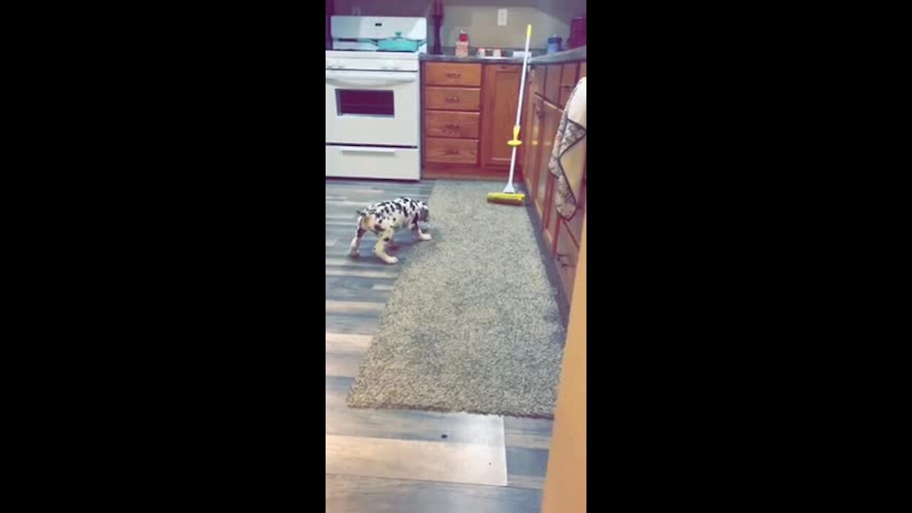 Great Dane puppy barks at mop nemesis