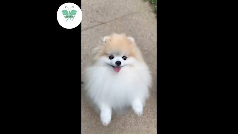 Funny and intresting dog.