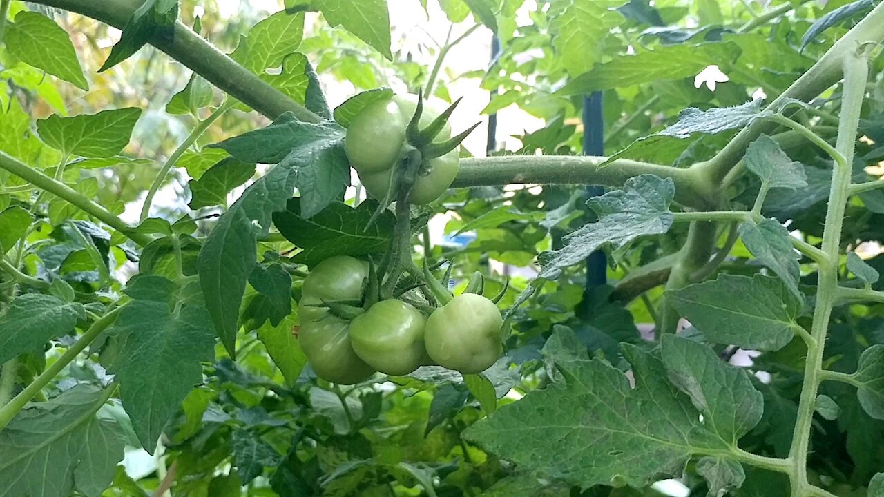 Florida backyard growing Jan 14 2021