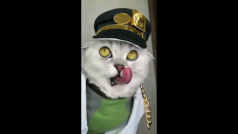 Cute Cats