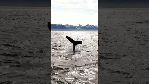 Aerial shot Humpback 🐋 whale tail slapping in Iceland 🇮🇸 #humpbackwhale #whales #whalewhatching