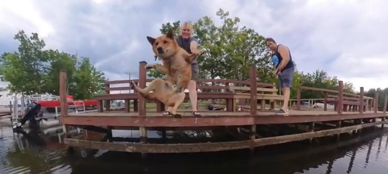 Dog Having a Blast in the Lake Will Cure Your Boredom