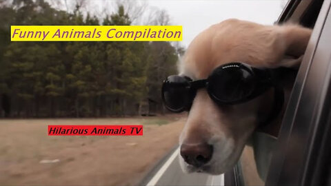 BEST FUNNY ANIMALS COMPILATION 003
