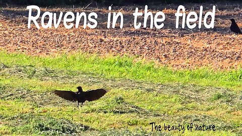 Ravens in the field / beautiful black birds in nature.