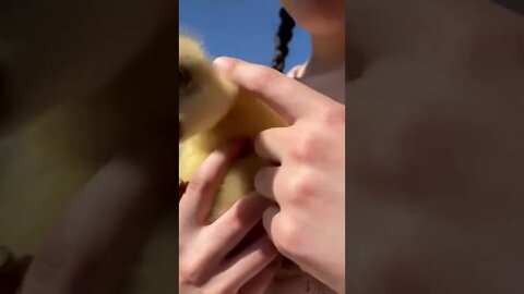 First cuddle with a gosling 14 October 2022