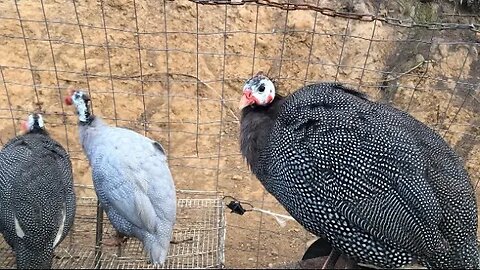 Beautiful young guinea fowl hen. Pearl grey. Our grown up keets we bred