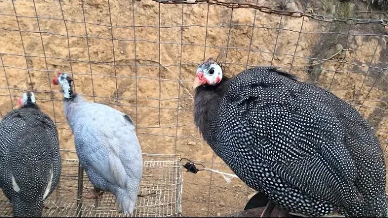 Beautiful young guinea fowl hen. Pearl grey. Our grown up keets we bred