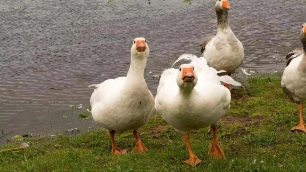 Springfield, Ohio 911 Caller Says He Saw A Group Of Haitian Illegal Immigrants Carrying Four Geese