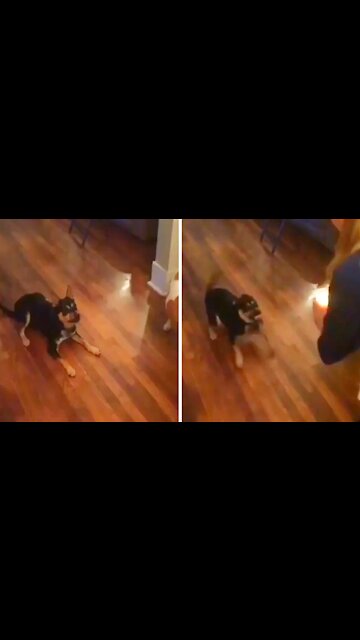 Dog afraid of the candle moves away more and more afraid of it