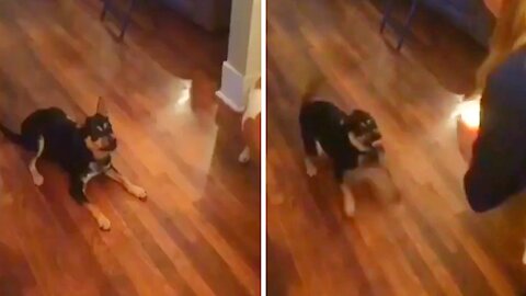 Dog afraid of the candle moves away more and more afraid of it