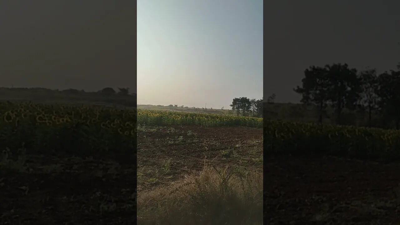 Beautiful sunflower 🌻 on the way to Gandikota,#sunflower, #flowerlover,#tourvlog,#naturelover,#short