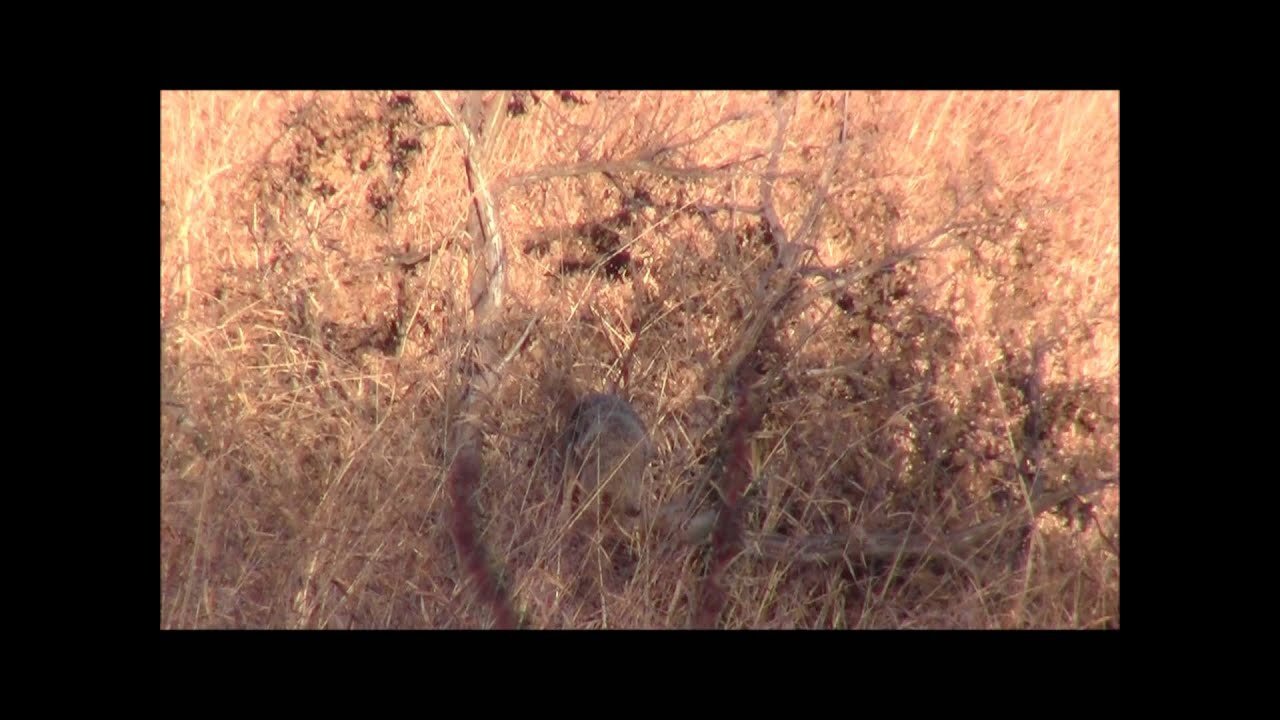 Coon treed by Coyote