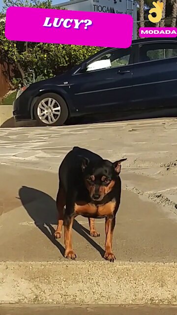 Lucy thinks the ground is too hot !