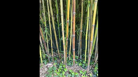 Bamboo forest walk