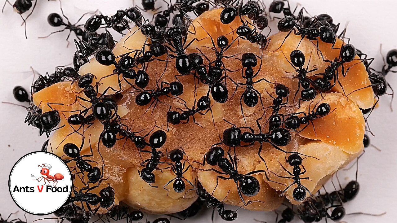 Time Lapse Ants Eating Payday Candy