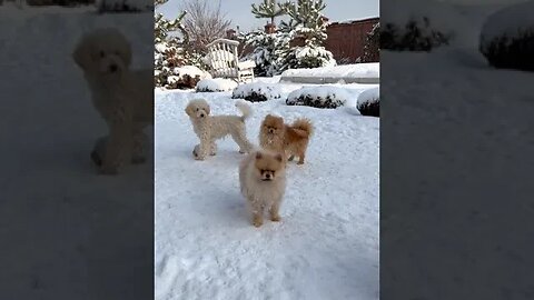 winter musti || funny video(2)