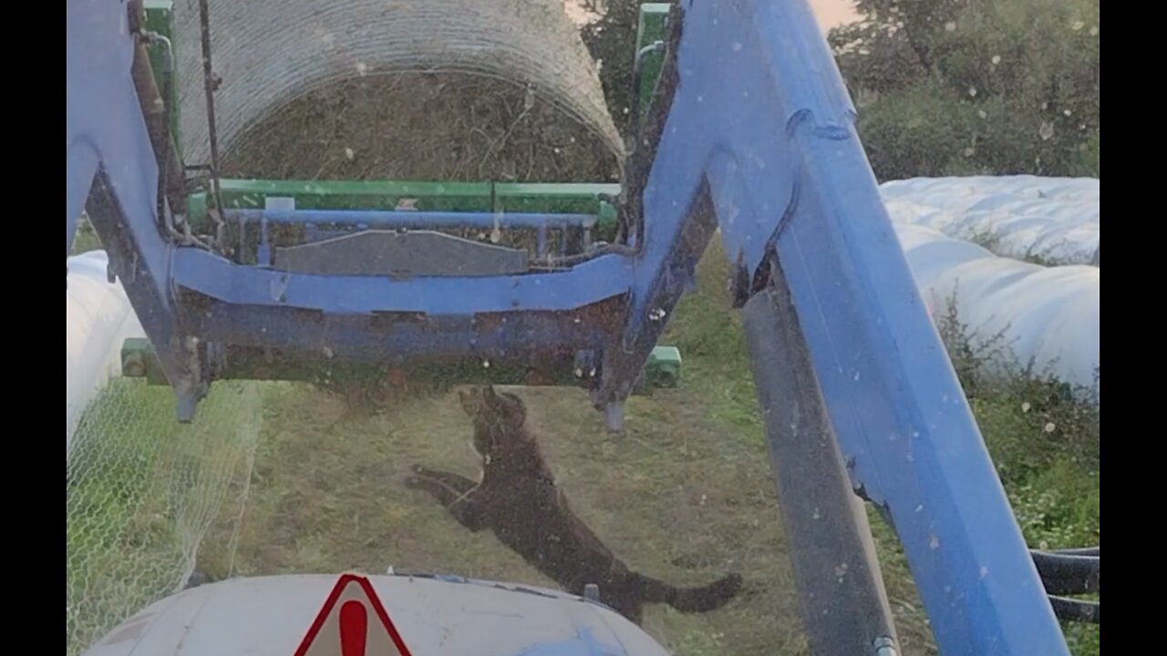 Dog doesn't want the cows to get fed or something