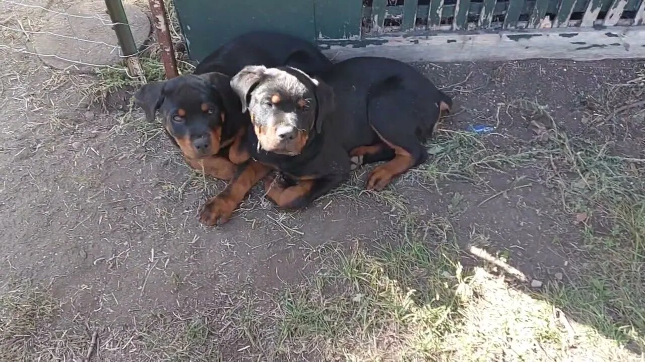 Rottweilers - Lil' Eddie & Faye. Papa, Leave Us Alone, We Are Not Your Arm Candy!