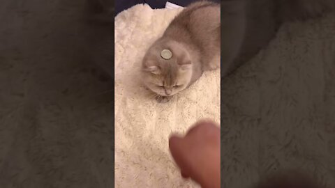 My Cat Doesn't Understand This Magic Trick!