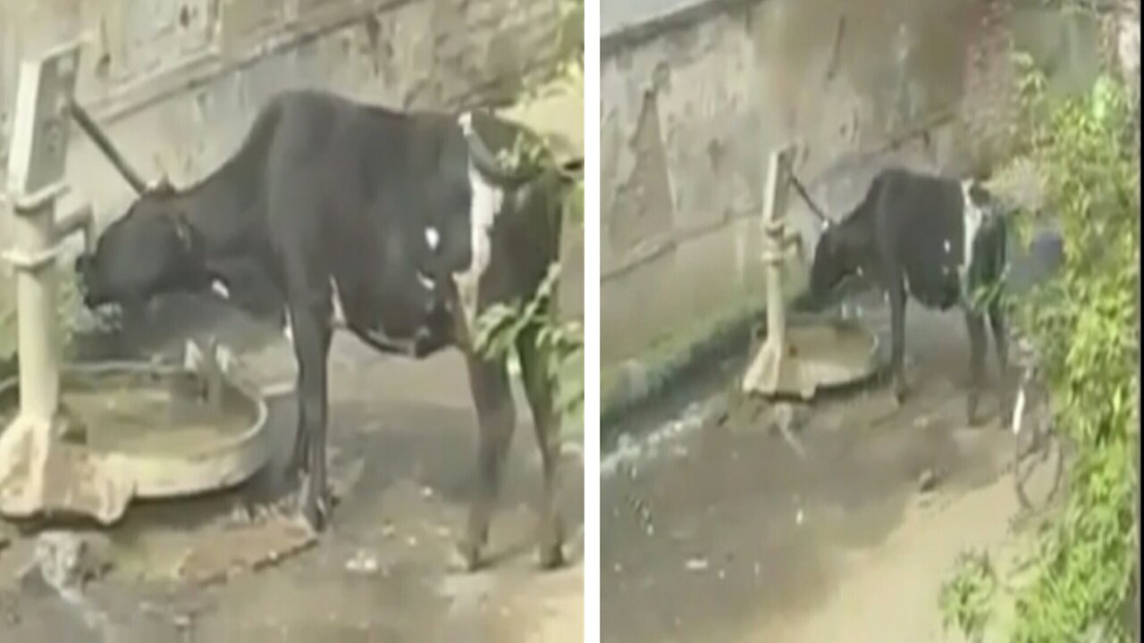 This Cow is drinking for water hand pam