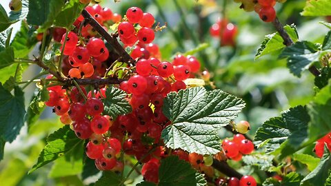 "Exploring the Redcurrant: A Tart Treasure"