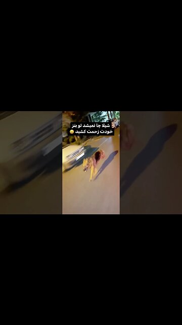 Running champion high speed dog runner need for speed dog how to The dog follows the car تیدا سگ how