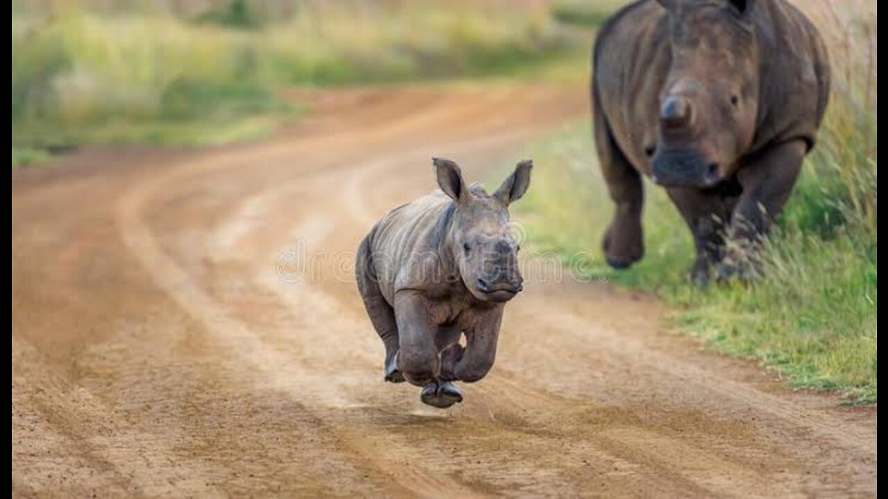 Baby animals videos .baby rhino video