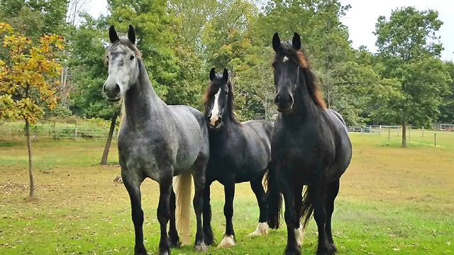 Beautiful Friesdale Horses running