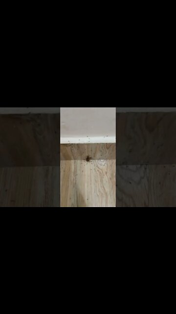 Small black ants having a morning meal. 😵‍💫