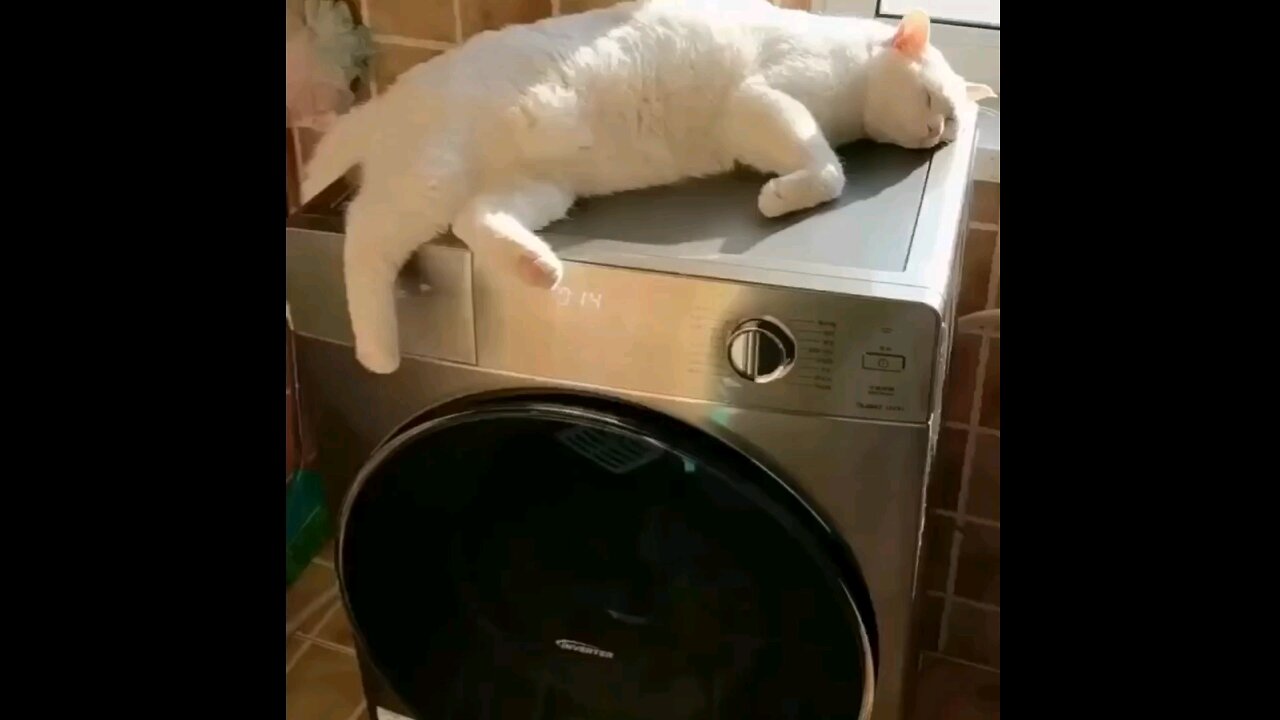 Cat enjoying the vibration of the washing machine😂🤣 interesting video