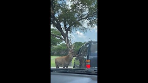 Big Buck eating out of the kids hands.