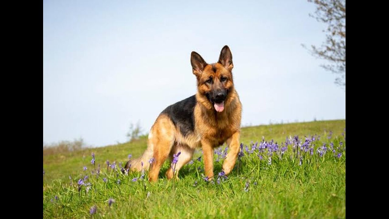 Dog saves 6yr old from being attacked by other dog