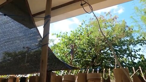 Filipino tree cutting with machete