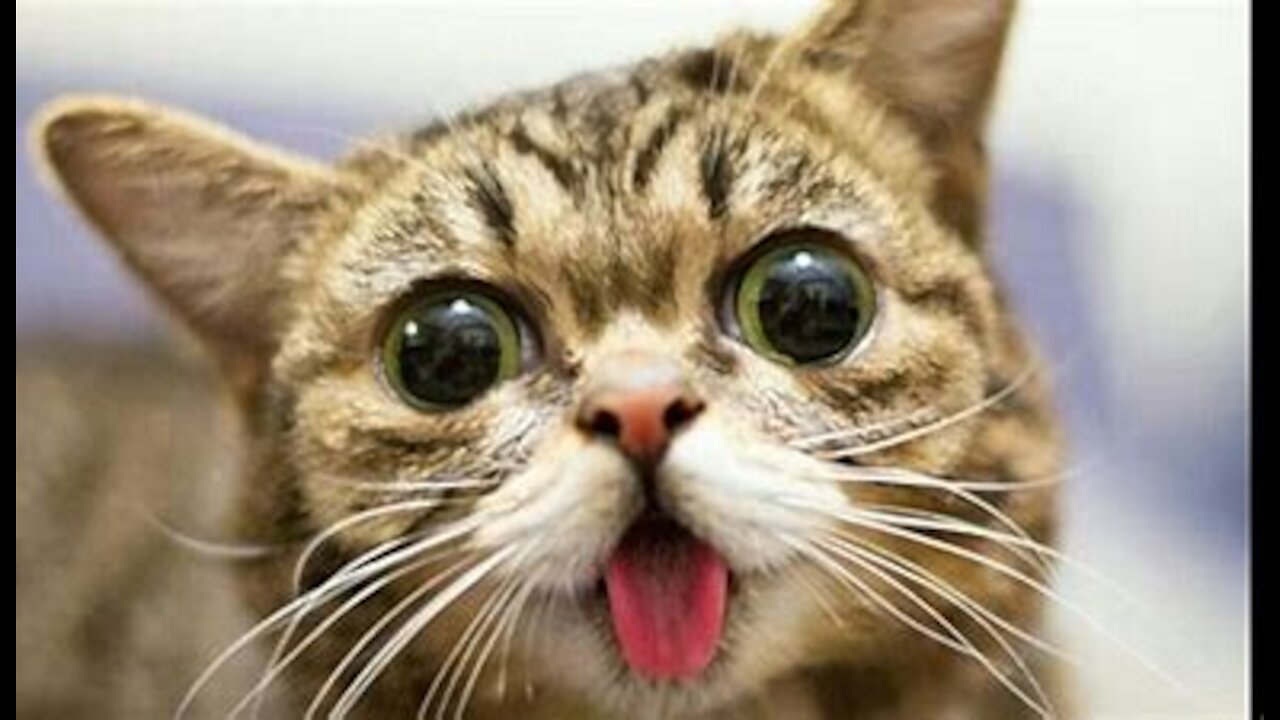 Top Funny Cat Videos Of The YEAR - Try Not To Laugh!!!