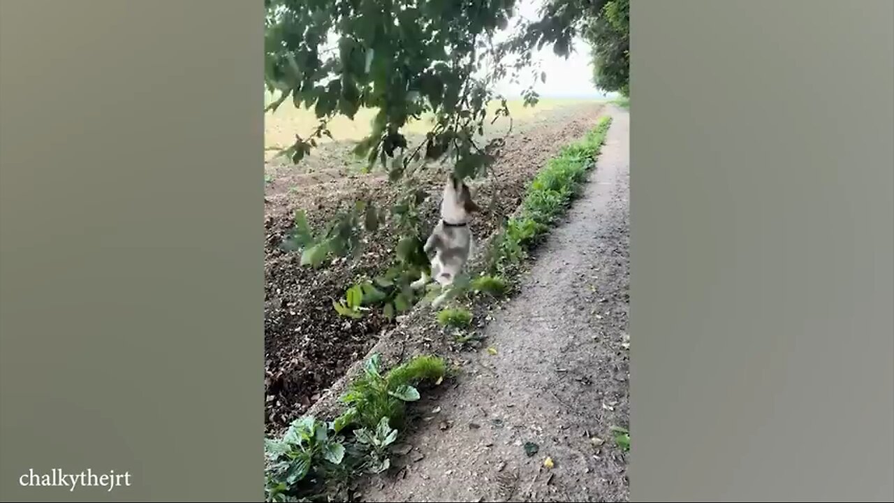 A very funny video of the animals. 🤣🤣🤣