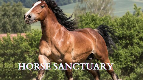 Best of the animals 2021 Horse sanctuary #35