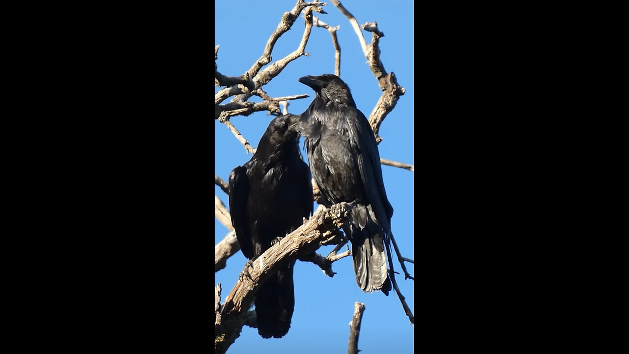 Common Raven 🐦Raven's Roost