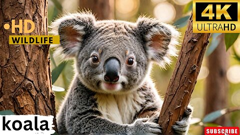 Koala Video That Will Melt Your Heart ll Epic Fail ll