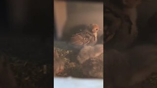 Newly hatched Guinea fowl keets in brooder with sebright chicks