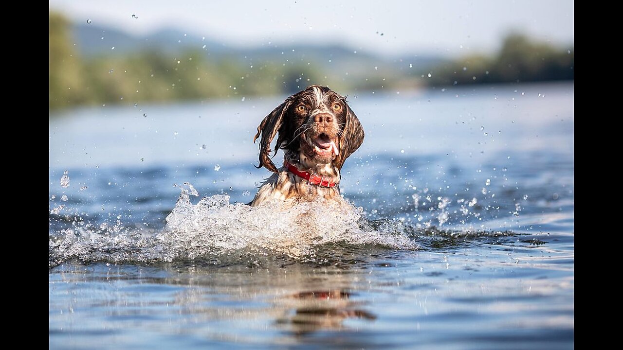 Teaching Dogs How To Swim