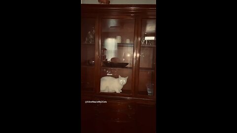 Cat in a China Cabinet