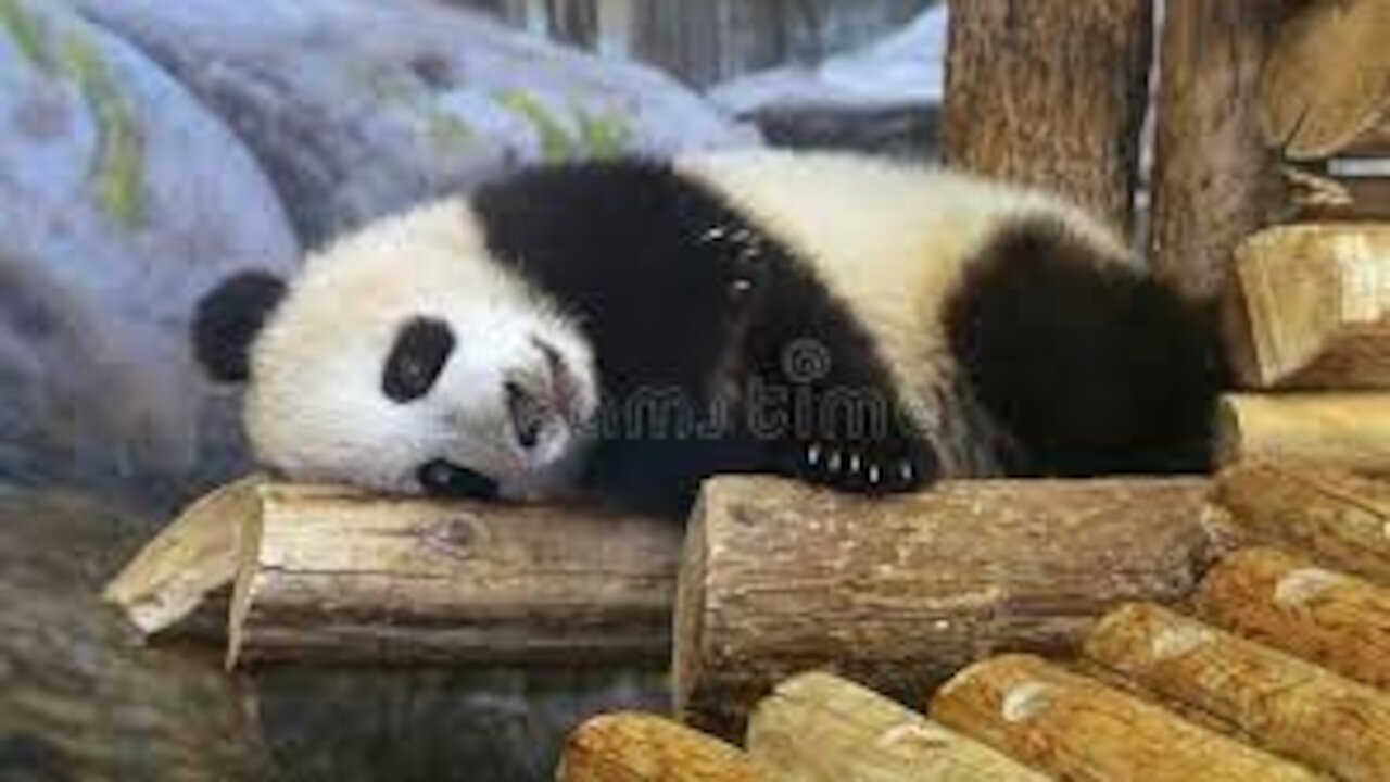 Cute animals - if you want to make you more laugh this video only for you.