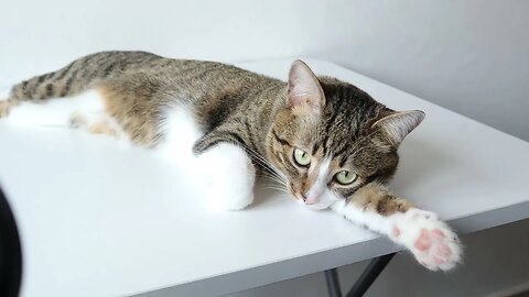 Cat Stretches in the Sun