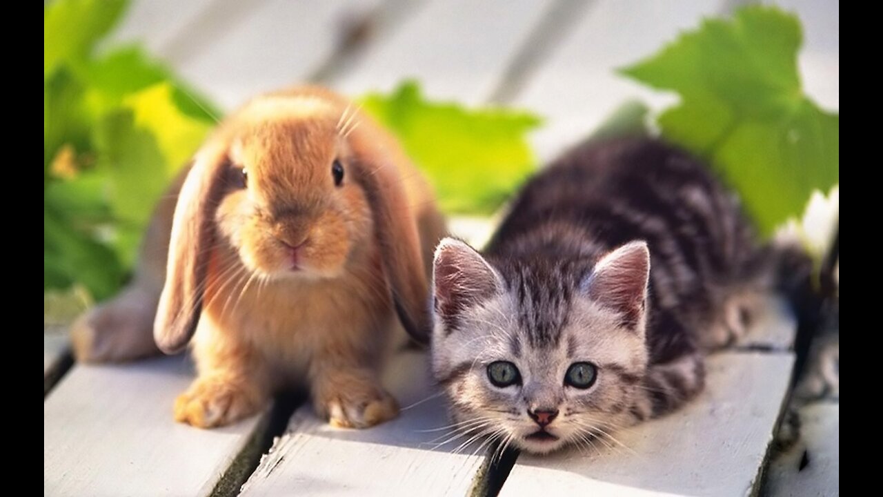 KITTEN VS RABBIT//BEST DUET EVER