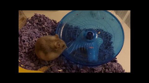 Hammy Cam - Sand bath fun!