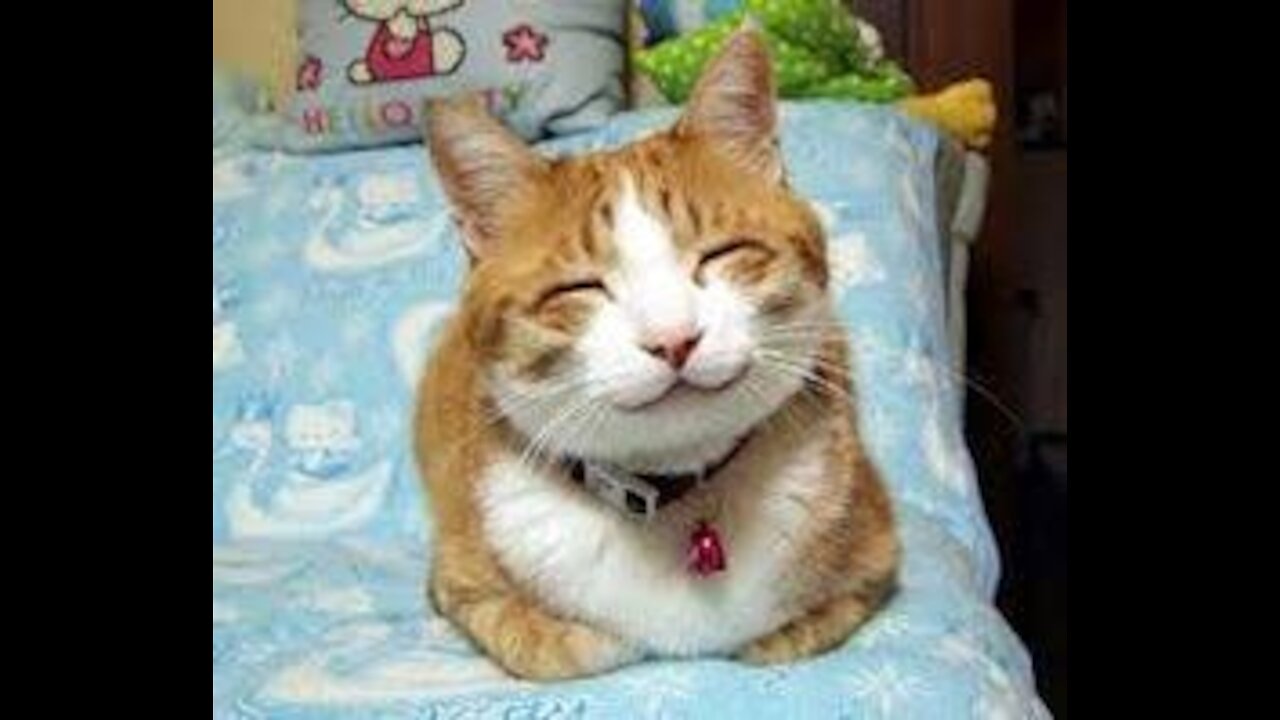 WATCH THIS CUTE AND FUNNY CAT AND DOG REACTIONS😂😂