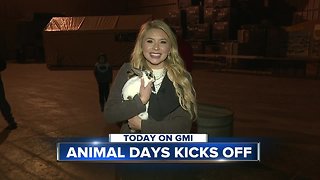 Animal Days preview